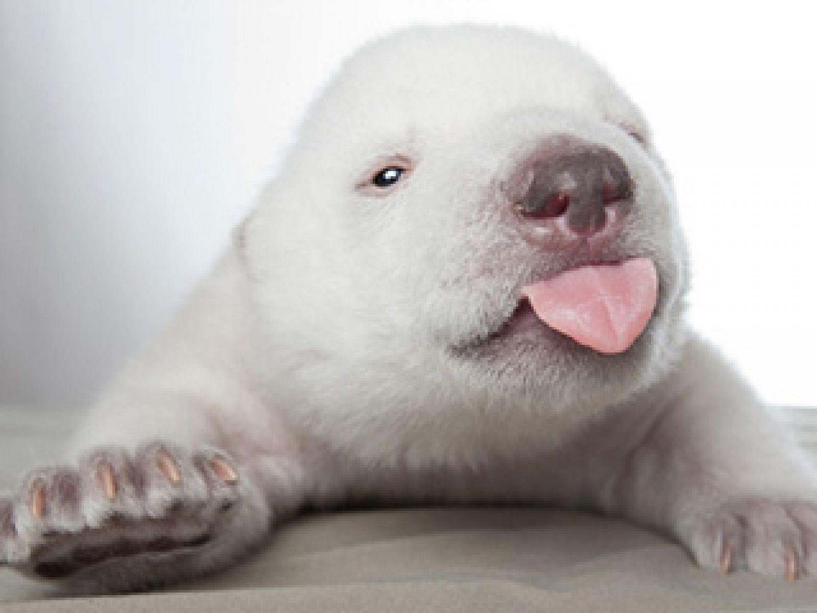 La mañana de la 1 - Siku conmueve al mundo - La mañana | Ver