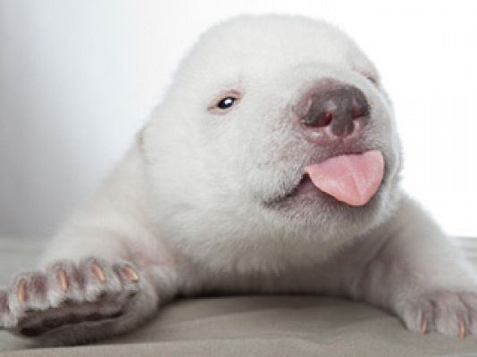 La mañana - Siku conmueve al mundo