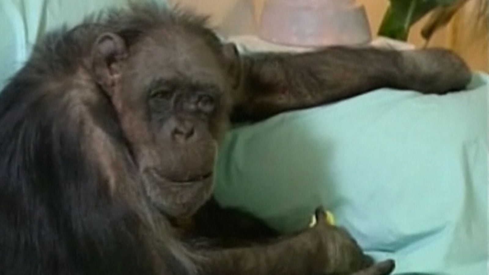 Muere la mona chita, compañera inseparable de Tarzán