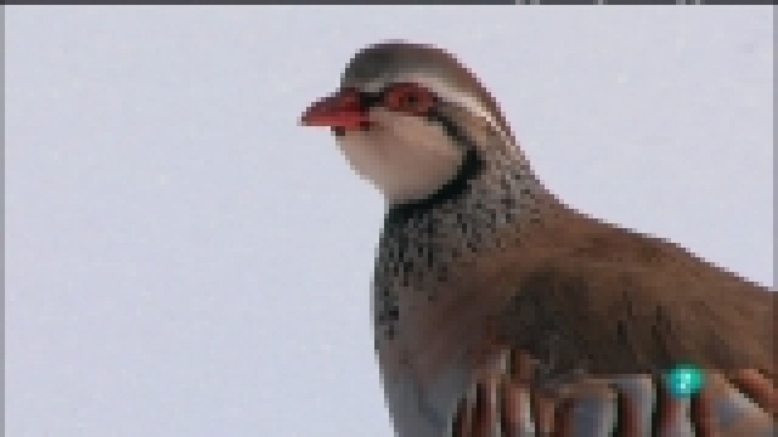 Biodiario - 28/12/11 - Ver ahora