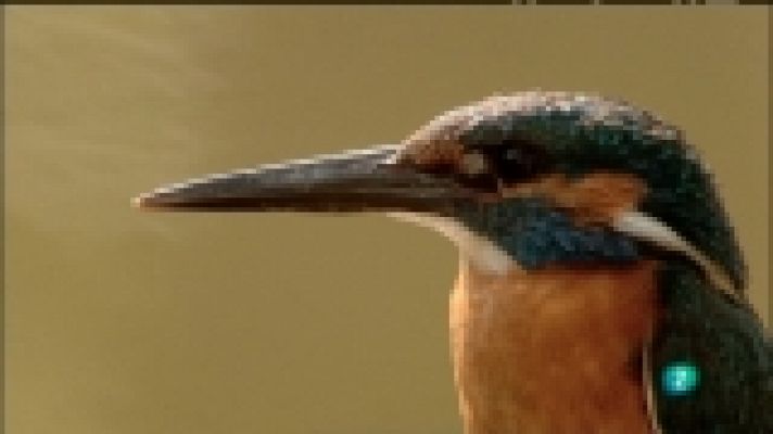 Biodiario - Biodiario - 29/12/11