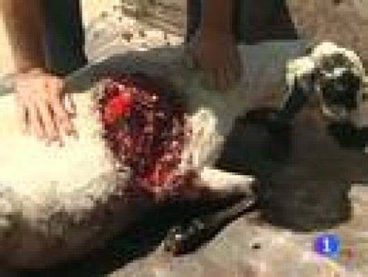 Telediario 1 - Movilizaciones de agricultores