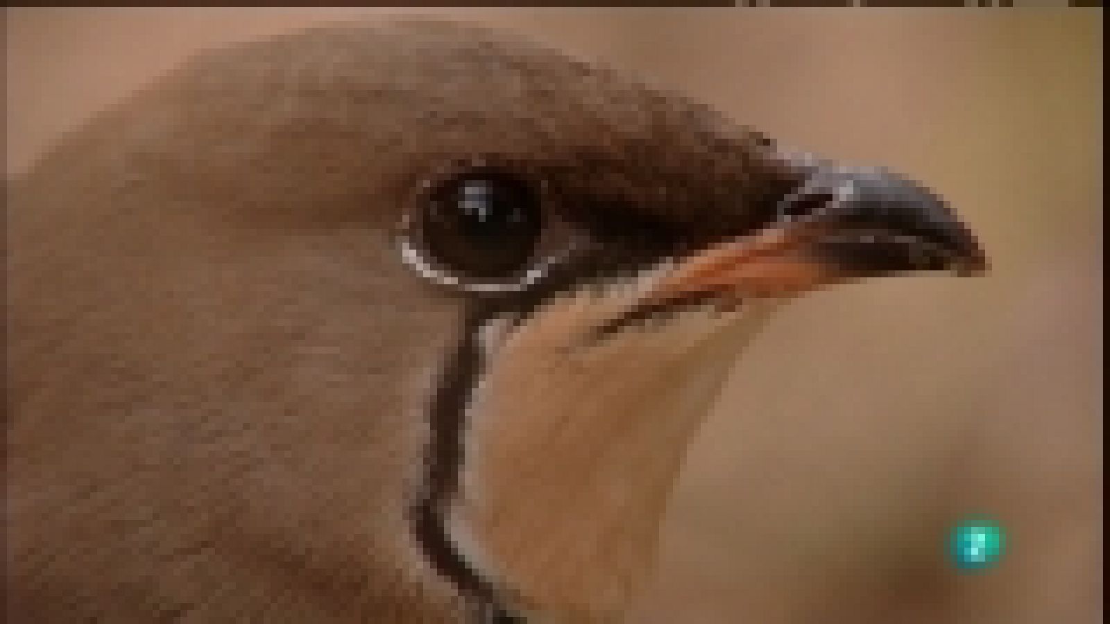 Biodiario - 01/01712  - Ver ahora