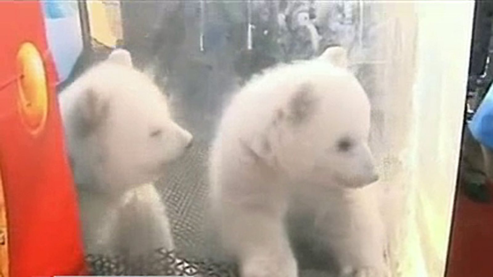 Informativo 24h: Las dos pequeñas 'estrellas polares' del zoológico chino de Dalian | RTVE Play