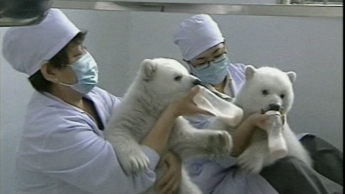 Osos polares gemelos en China