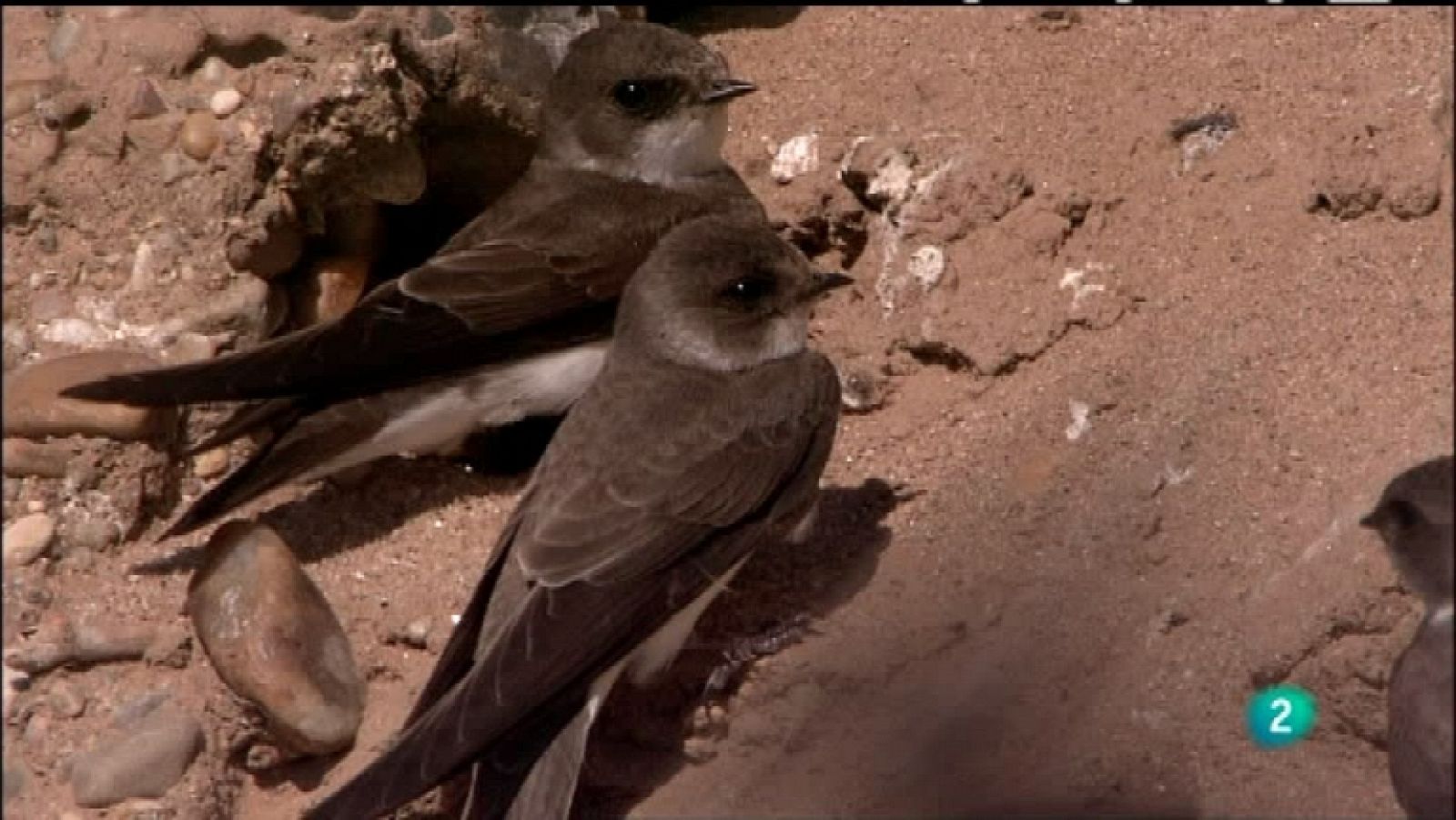 Biodiario - 03/01/12  - Ver ahora