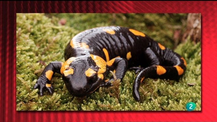 Saber y ganar - Saber y ganar - 05/01/12