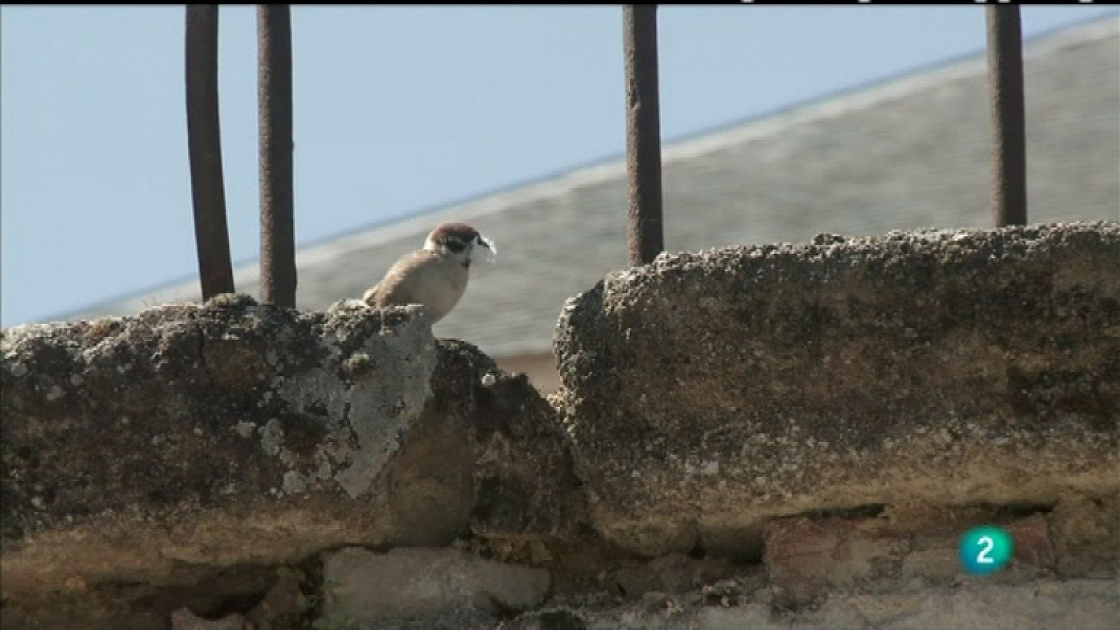 Biodiario - 05/01/12 - Ver ahora