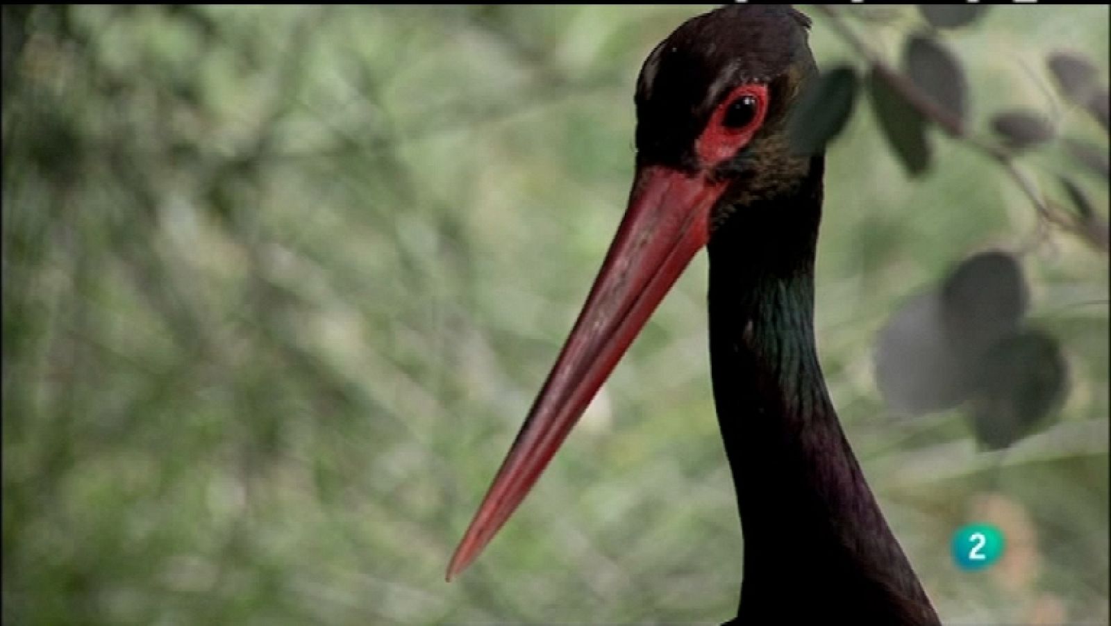 Biodiario - 08/01/12 - Ver ahora