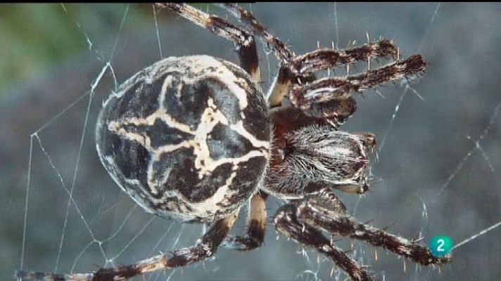 La aventura del Saber - La aventura del saber - 09/01/12