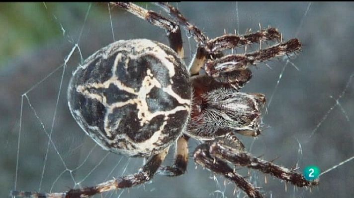 La aventura del Saber - La aventura del saber - 09/01/12