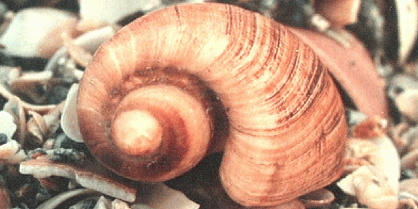 La aventura del saber. Serie "Más por Menos": El número áureo