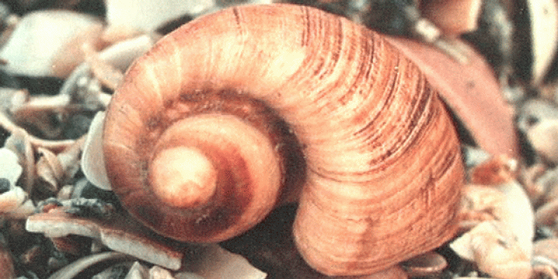 Más por menos - El número áureo