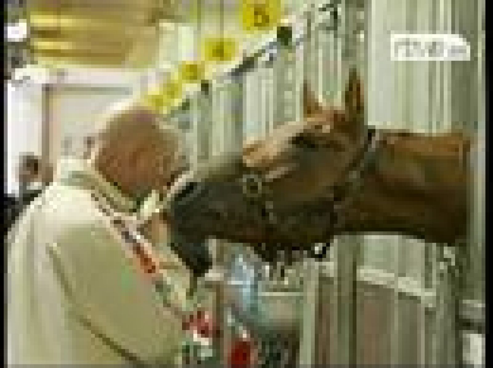 Sin programa: Acupuntura para los caballos | RTVE Play