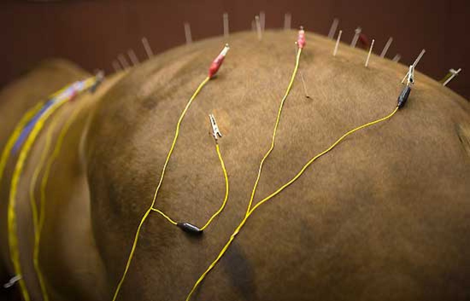 Acupuntura para los caballos