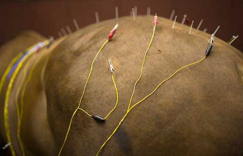 Acupuntura para los caballos