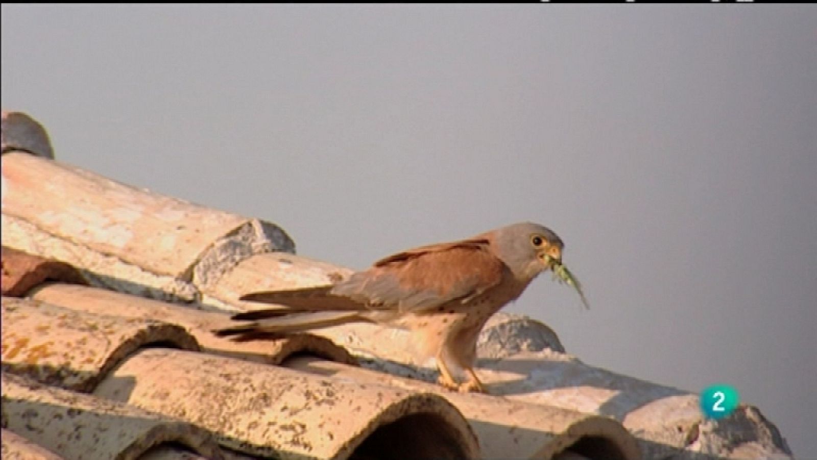 Biodiario - 13/01/12 - Ver ahora