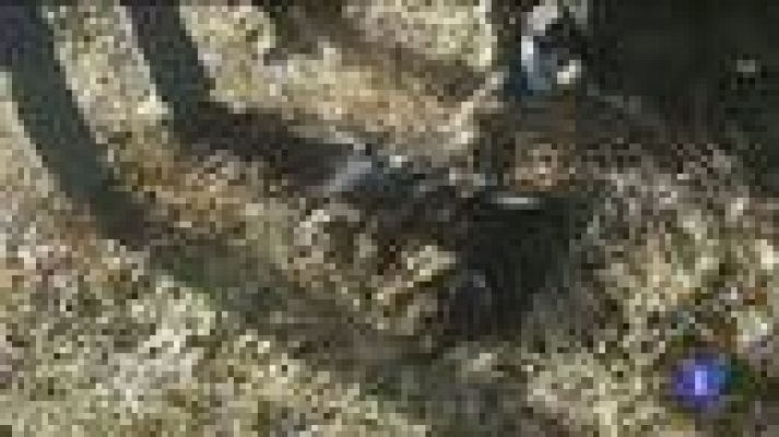 Telediario 1 - Muerte de 6 águilas