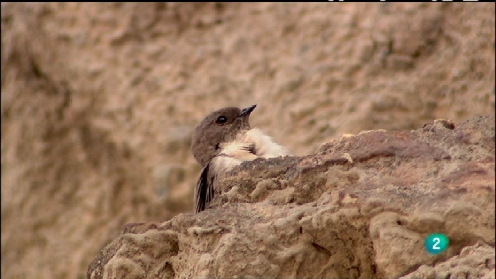 Biodiario  - 16/01/12