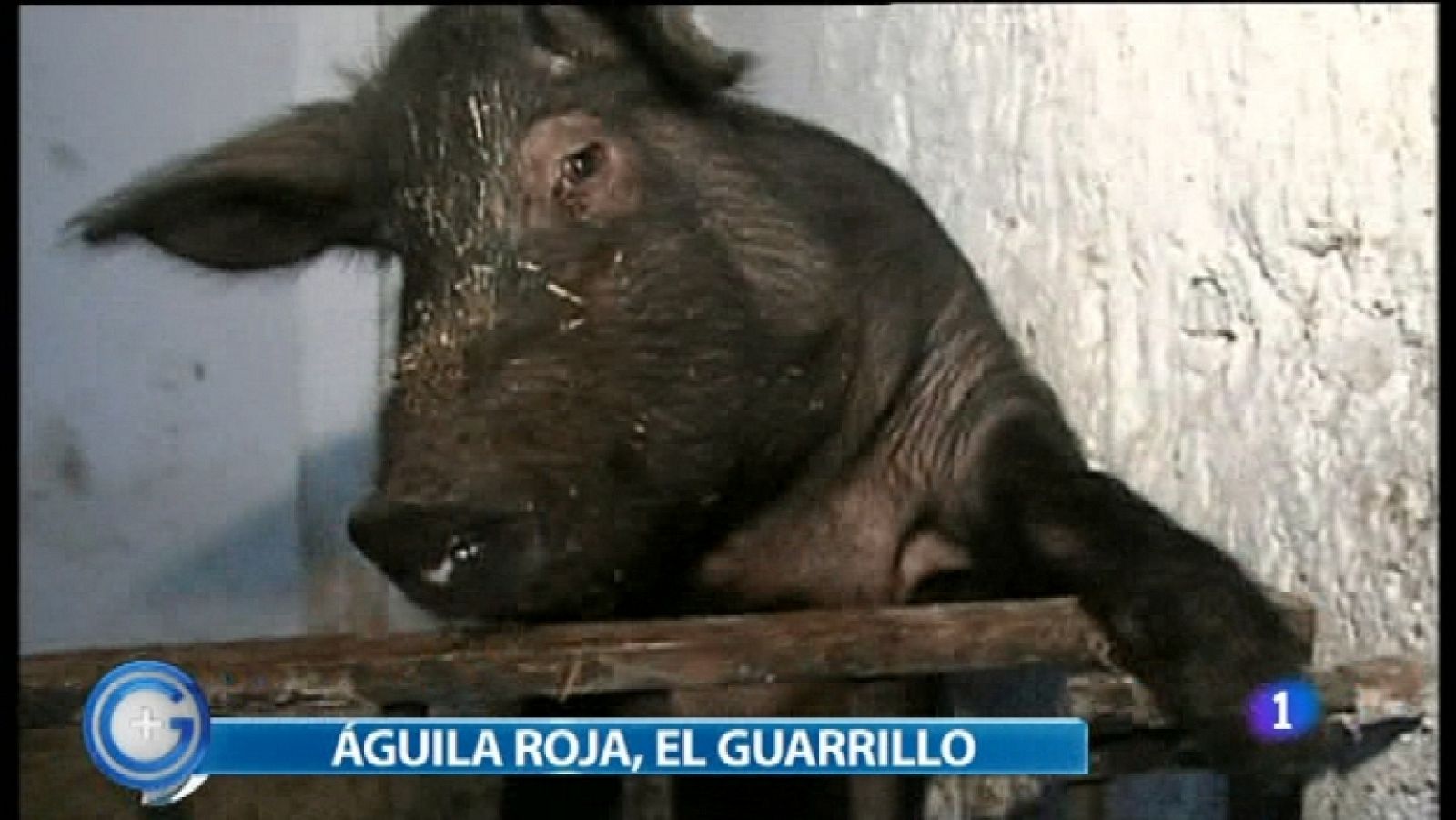 Más Gente - 16/01/12 - Ver ahora