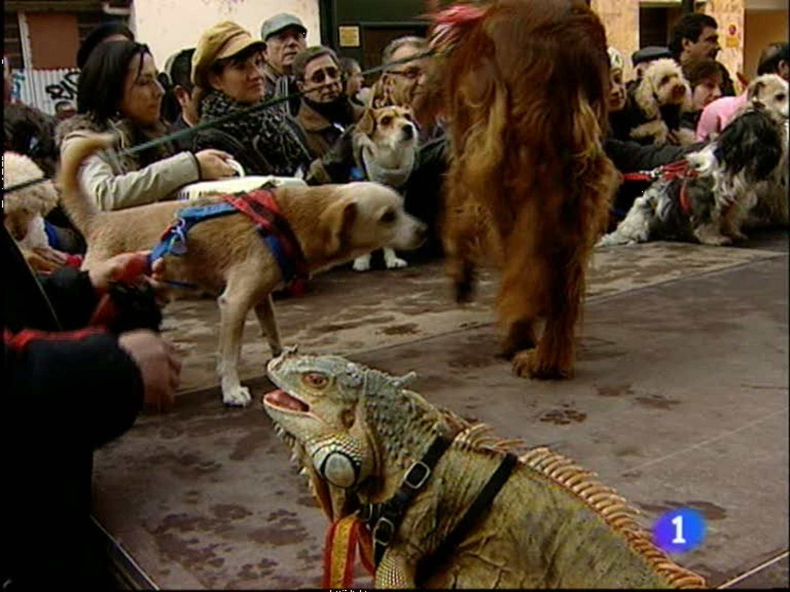 Bendición de animales por San Antón.El Justicia recibe más quejas en 2011.Agapito Iglesias no da un paso atrás. 