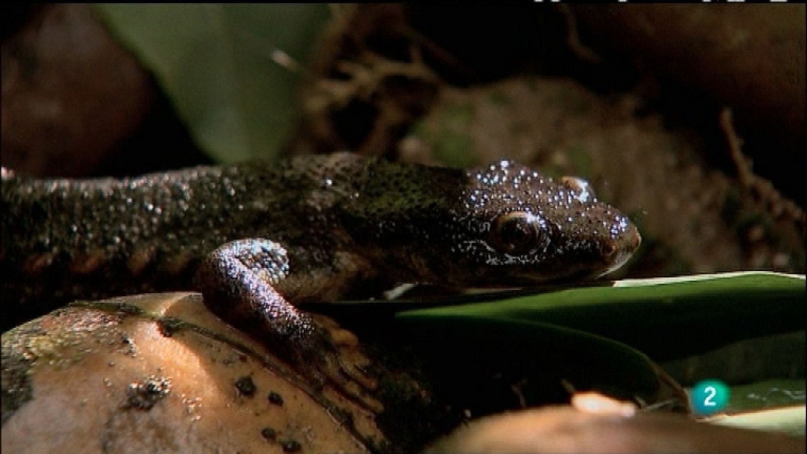 Biodiario - 17/01/12 - Ver ahora