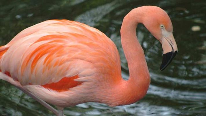 On Off - On Off: El paraíso se tiñe de rosa