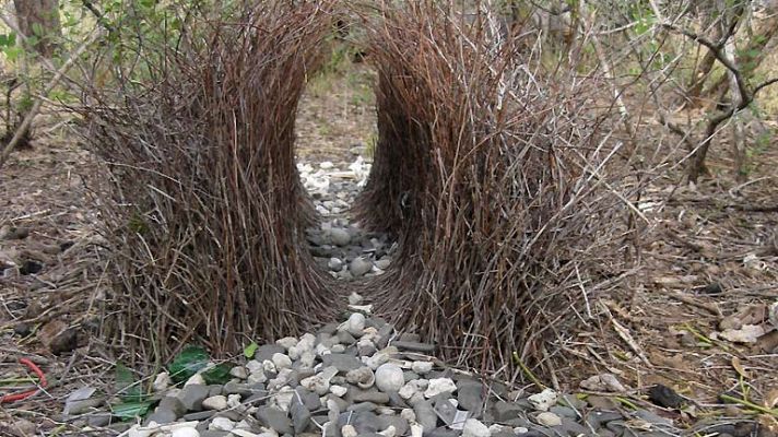 Las engañosas artes amatorias del pergolero