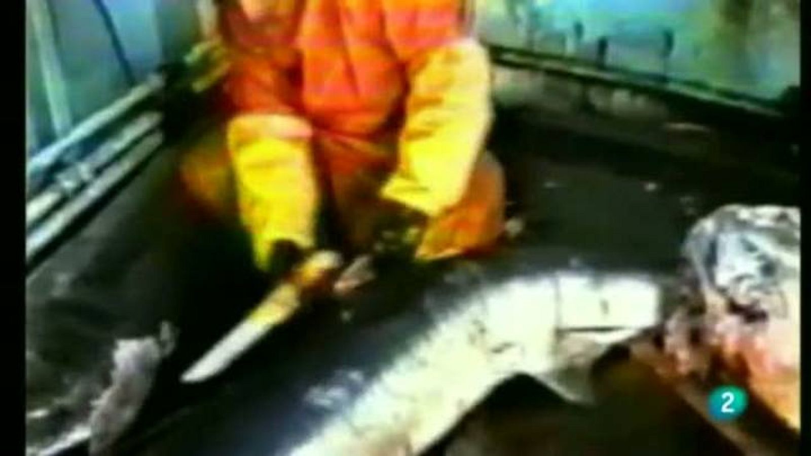 Para todos La 2: Aletas de tiburón | RTVE Play