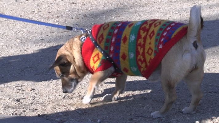 Telediario 1 - Multa de hasta 1.500 euros a quien no recoja los excrementos de su perro