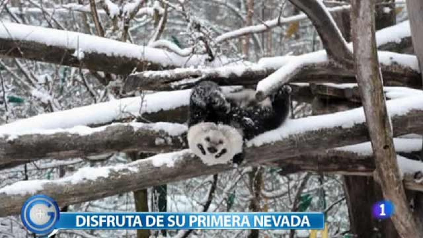 El ranking de las noticias  + curiosas