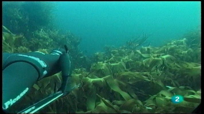 Jara y sedal - El rey del espumeru, 20 años