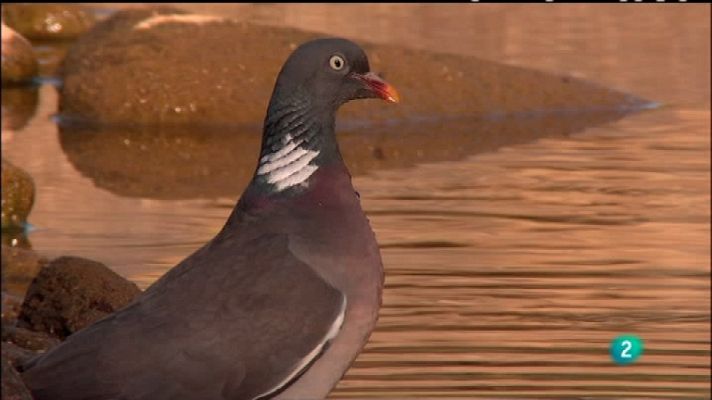 Biodiario - Biodiario - 20/01/12