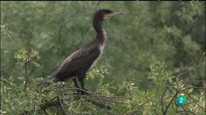 Biodiario - Biodiario - 22/01/12