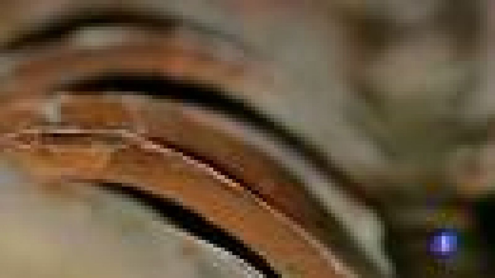 Las tejas de los tejados "hablan" de la vida