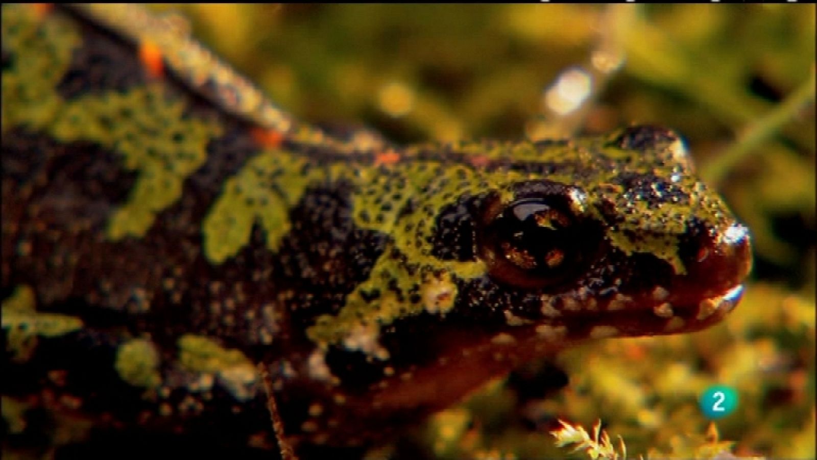 Biodiario - 23/01/12 - Ver ahora