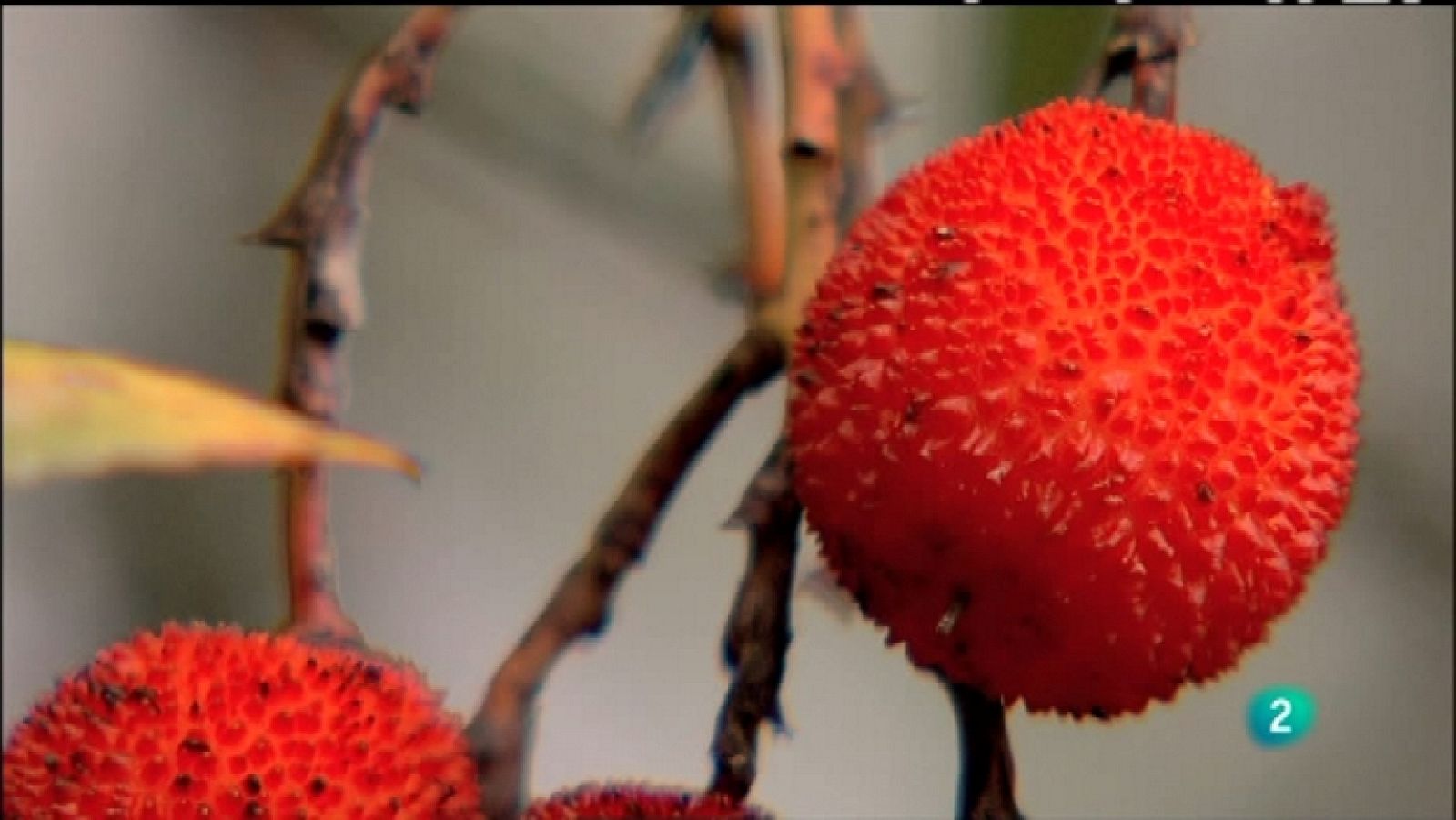 Biodiario - 24/01/12 - Ver ahora