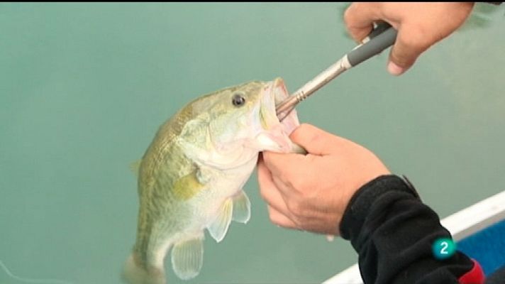 Jara y sedal - La pesca con dos blackmasters