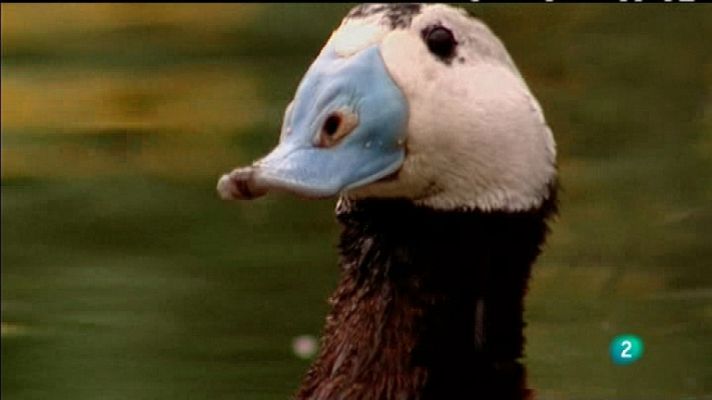 Biodiario - Biodiario - 29/01/12