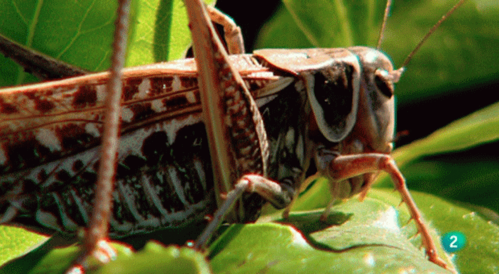La aventura del saber. Cuaderno de Gaia: Insectos musicales