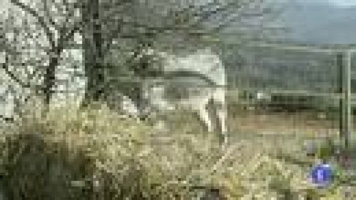 +Gente - Los burros, en peligro