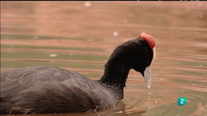 Biodiario - Biodiario - 30/01/12