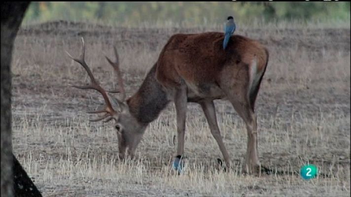 Biodiario - Biodiario - 31/01/12