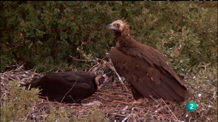 Biodiario - Biodiario - 02/02/12