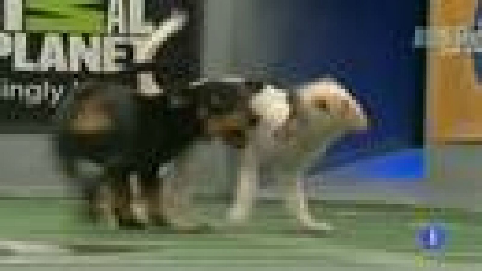 Telediario 1: Una superbowl de perros | RTVE Play