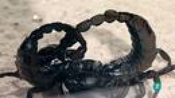 Para todos La 2 - Peces y escorpiones