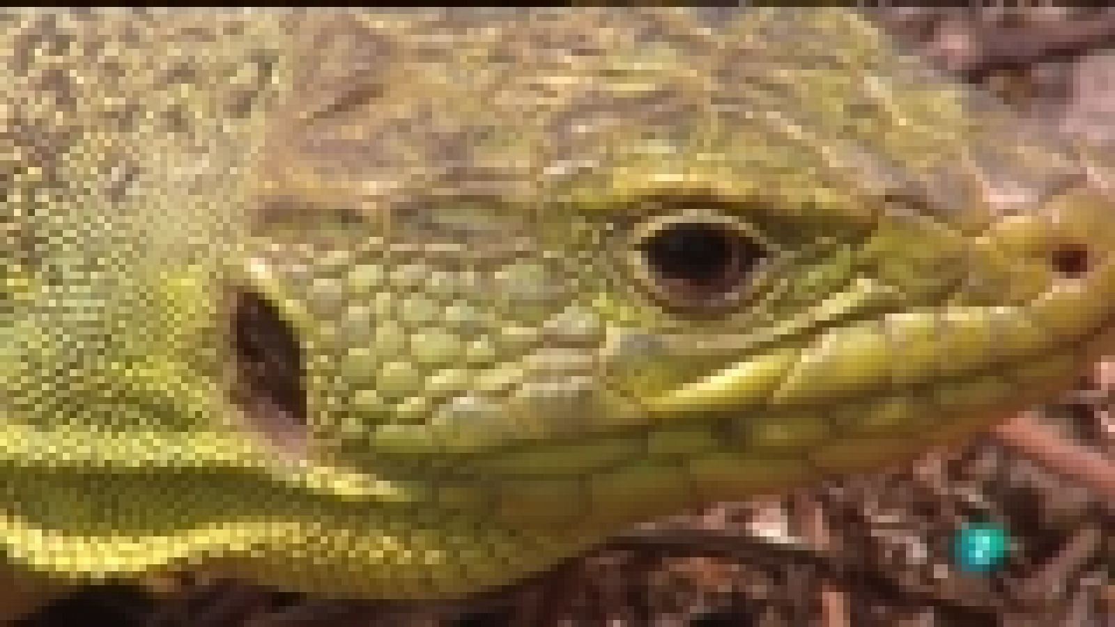 La aventura del saber  - 06/02/12 - Ver ahora