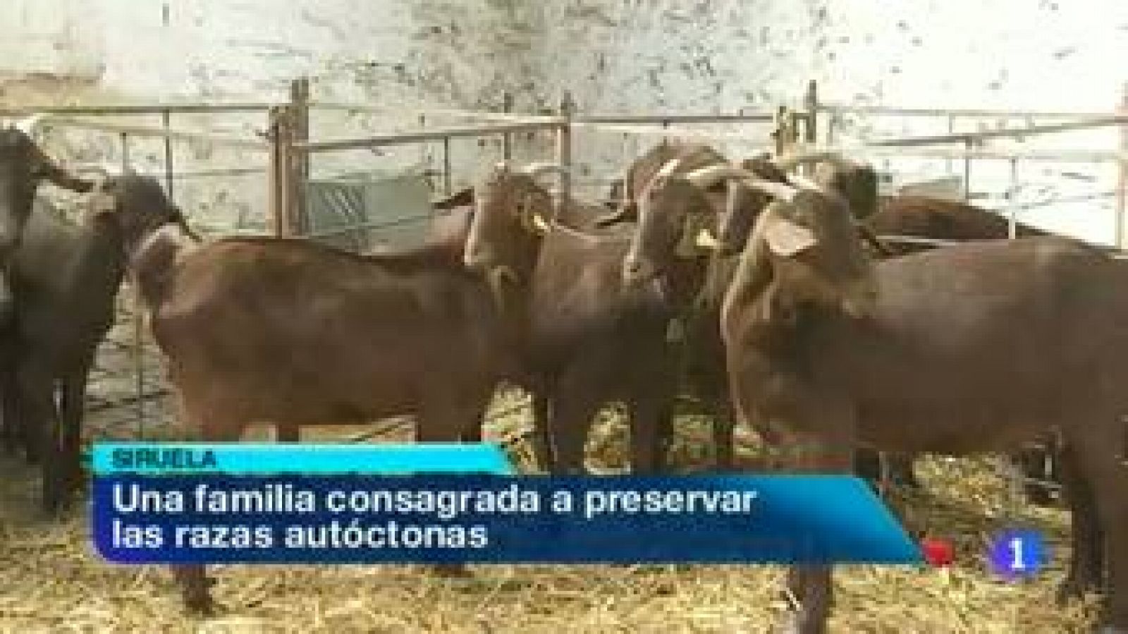 Noticias de Extremadura: Noticias de Extremadura - 08/02/12 | RTVE Play