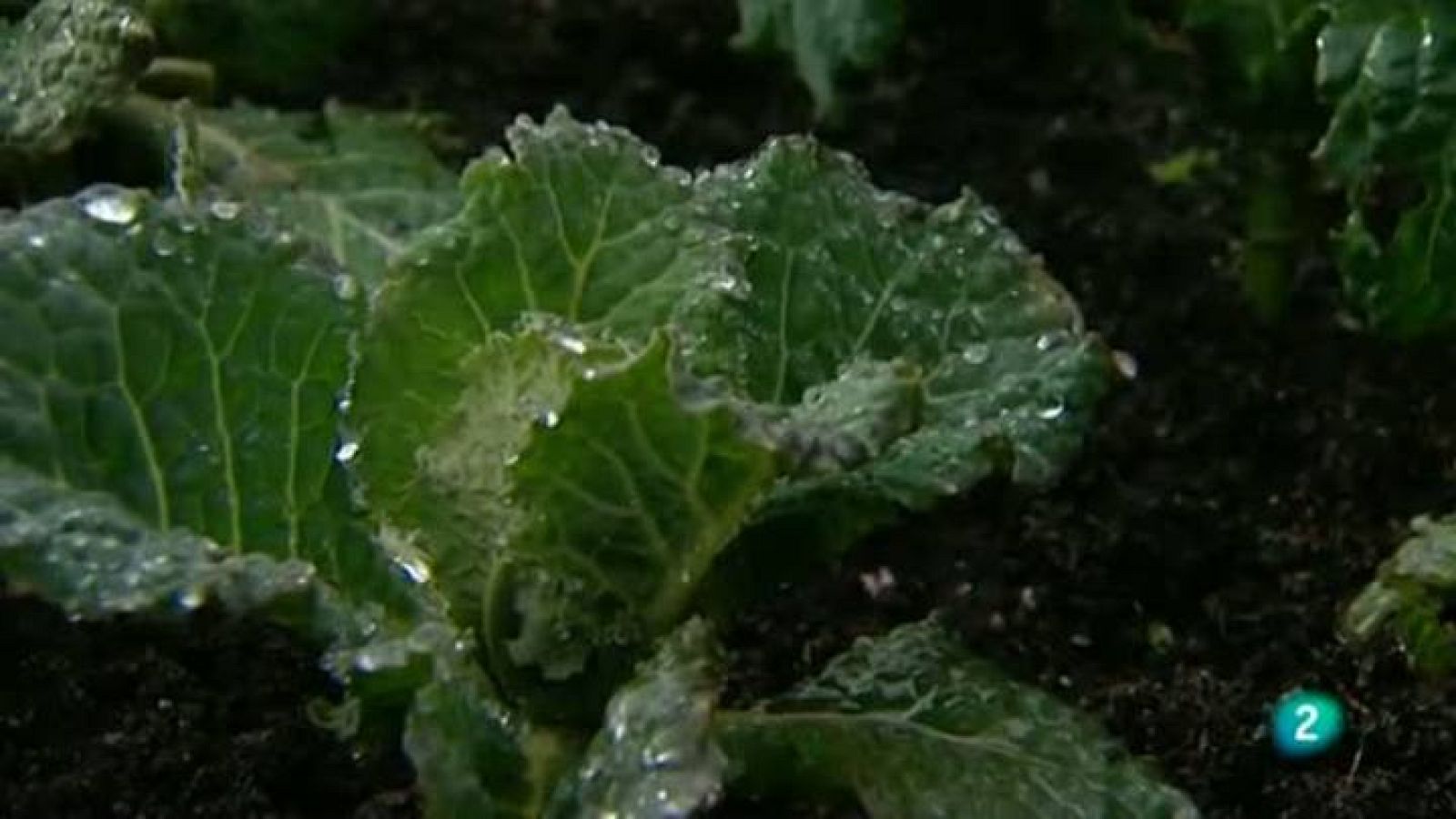 Para todos La 2 - Debate - Consumo responsable