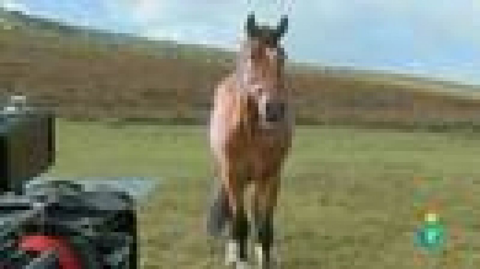 Días de cine: 'Caballo de batalla'